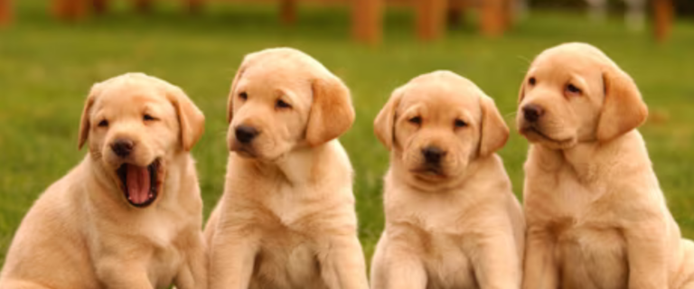 Say Goodbye to Pet Waste with the Best Poop Scoop Service in TX