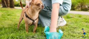 Pet Waste Cleanup Services: An Easy Way to Keep Your Yard Clean